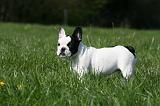 BOULEDOGUE FRANCAIS 1067